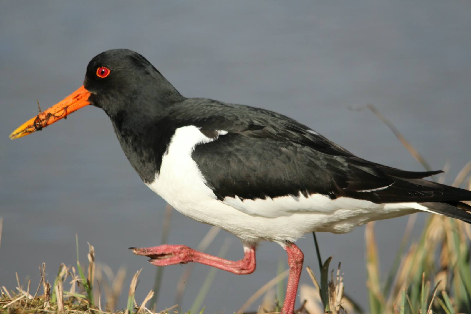 Natuurlijk Gespot: de scholekster in de polders en op de daken van Purmerend